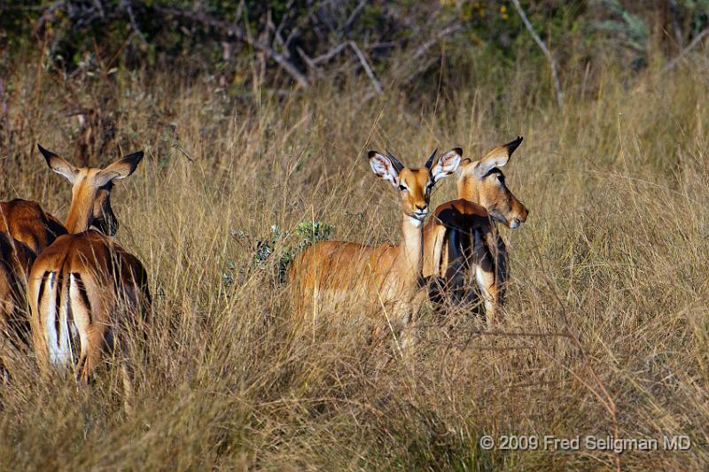 20090612_173936 D300 X1.jpg - Springbok (Gazelle)